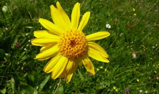 La flore en &eacute;t&eacute;