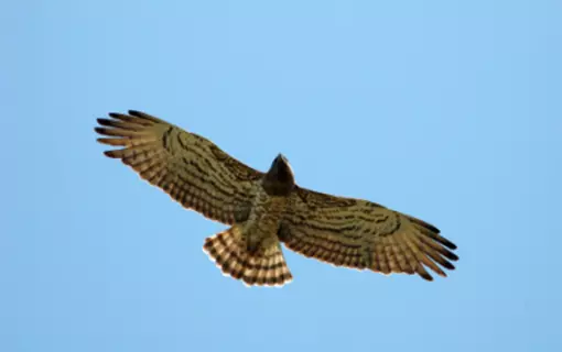 Les oiseaux