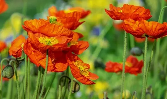 La flore en &eacute;t&eacute;