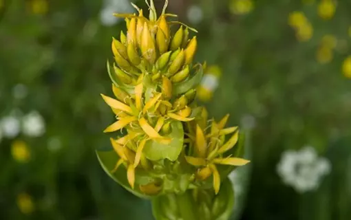 La flore en &eacute;t&eacute;
